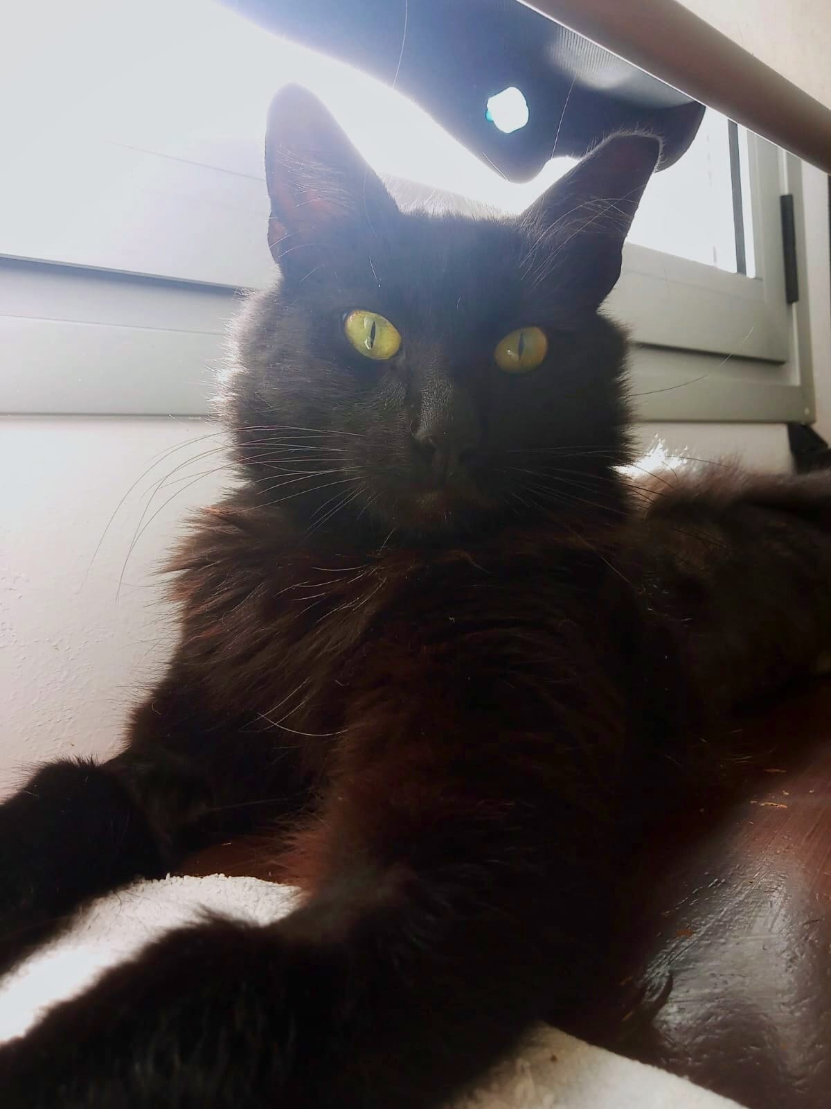 Panterito