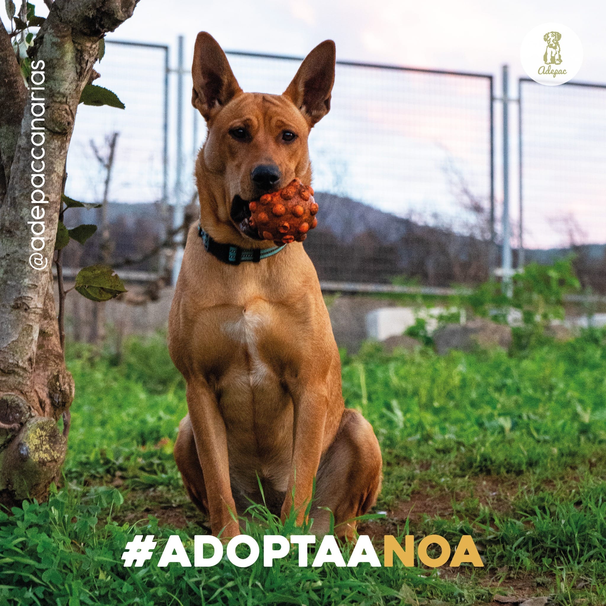 Peludos En Adopción
