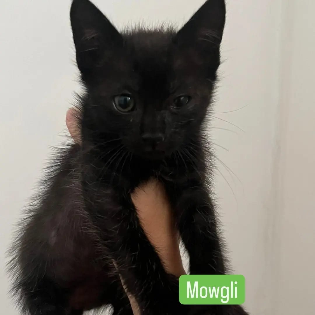 Mowgli
