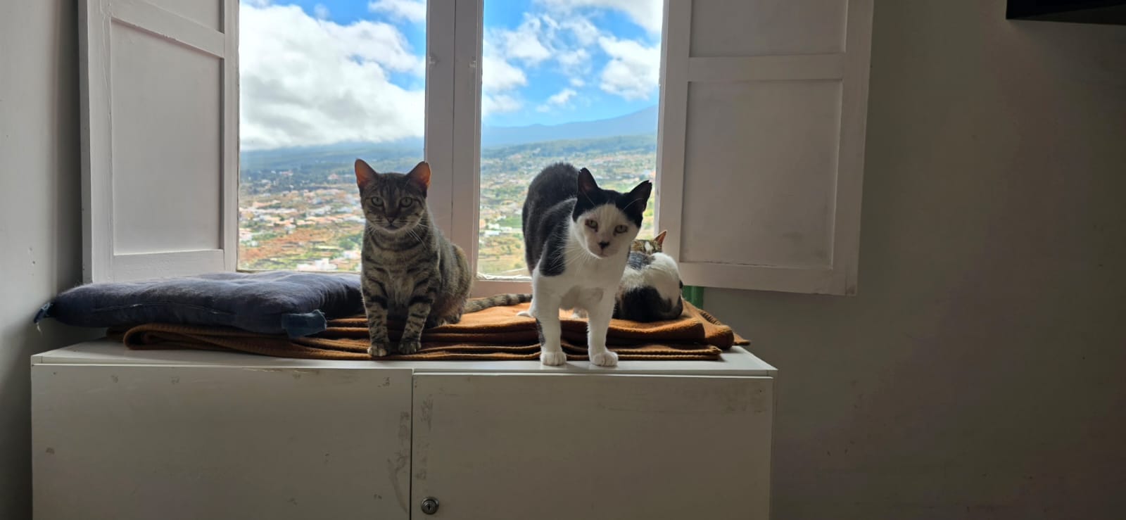 GORDO, CLEO Y NANA