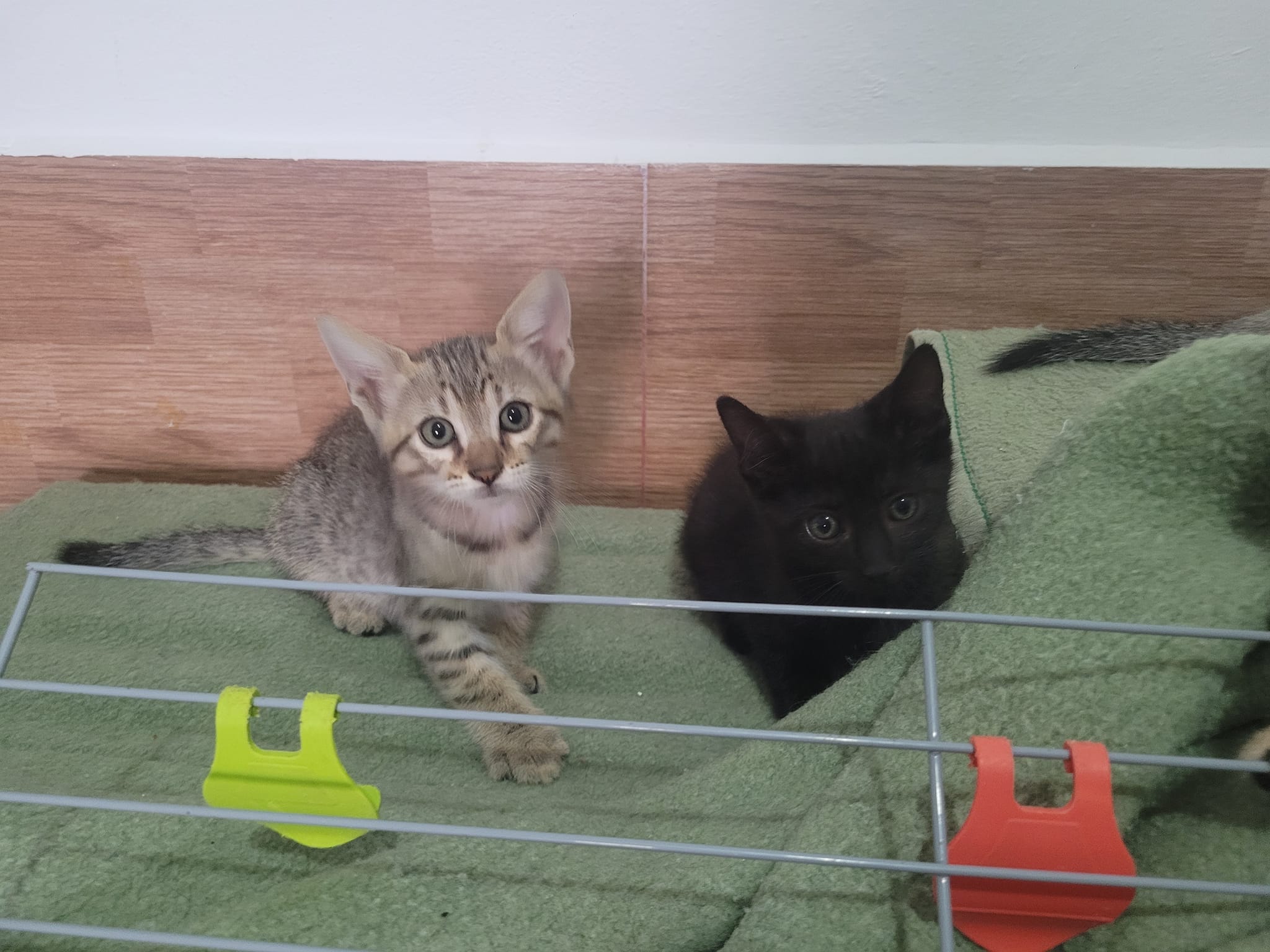 ¡Cuatro hermanos buscan un hogar lleno de amor!