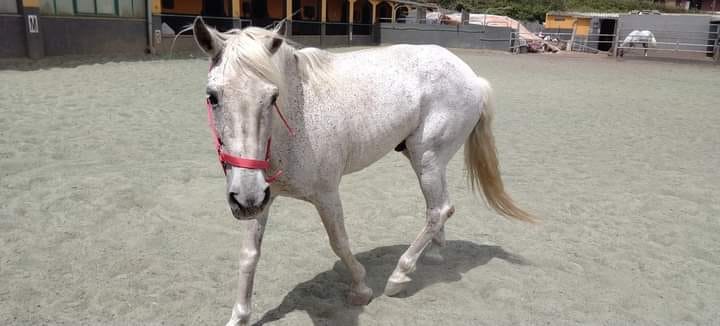 Curro