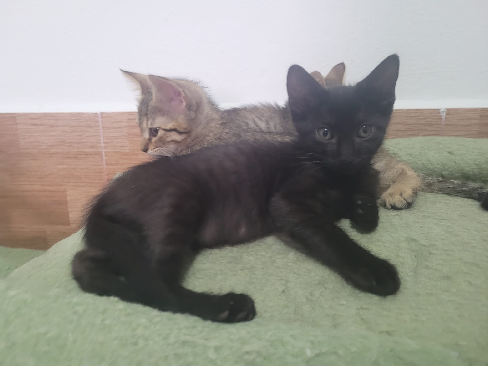 ¡Cuatro hermanos buscan un hogar lleno de amor!