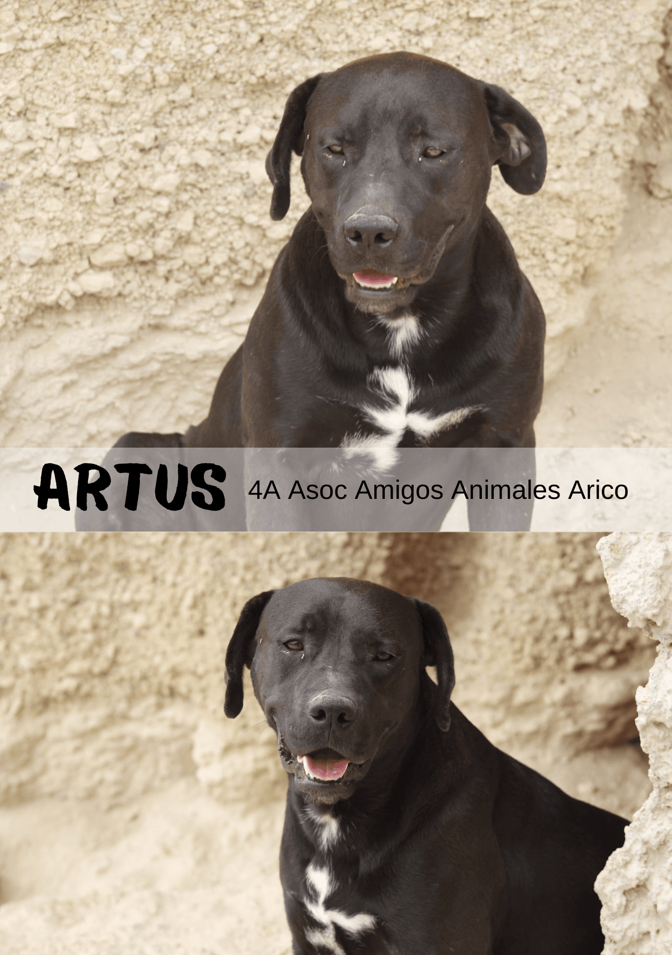 Adopta a tu Compañero Perfecto