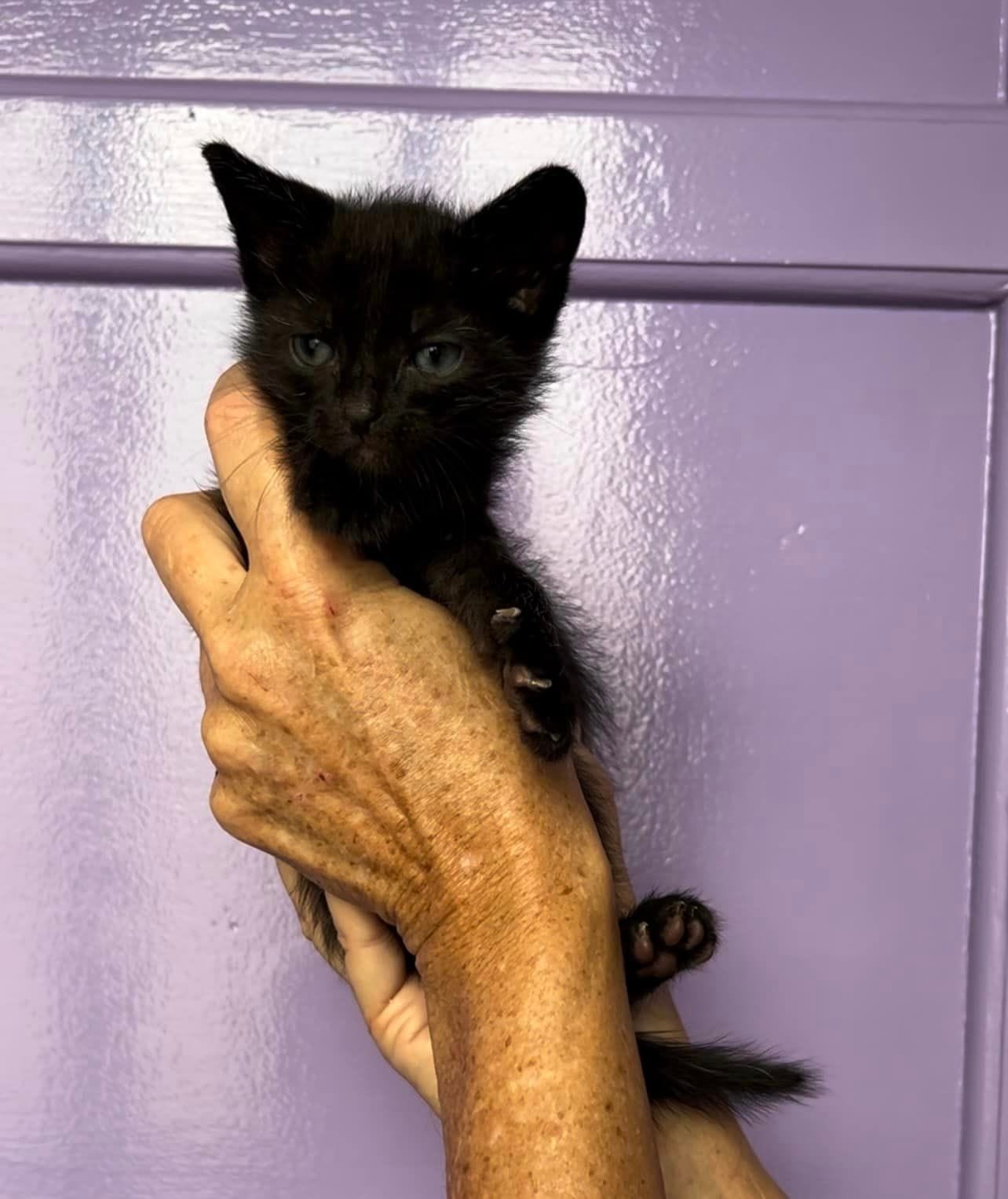Pantera Negra