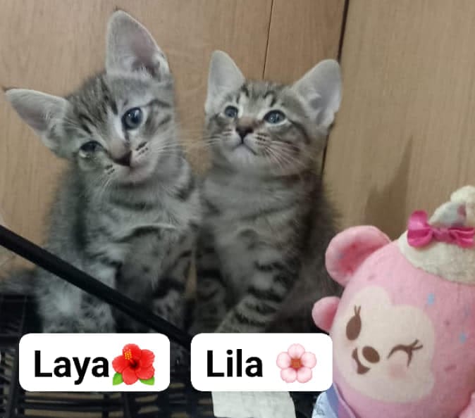 Lila