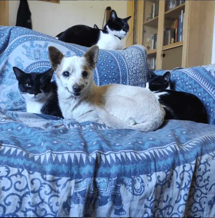 Perros Santuario
