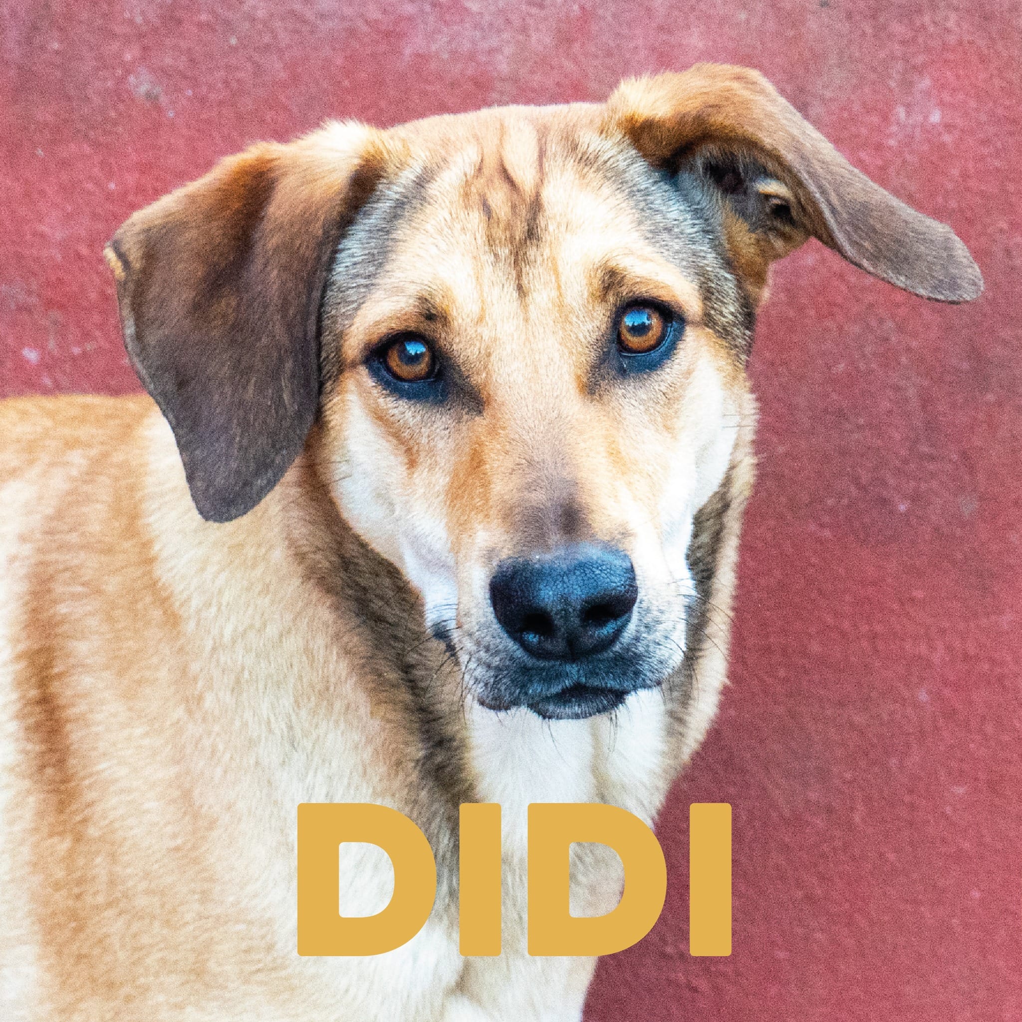 Peludos En Adopción
