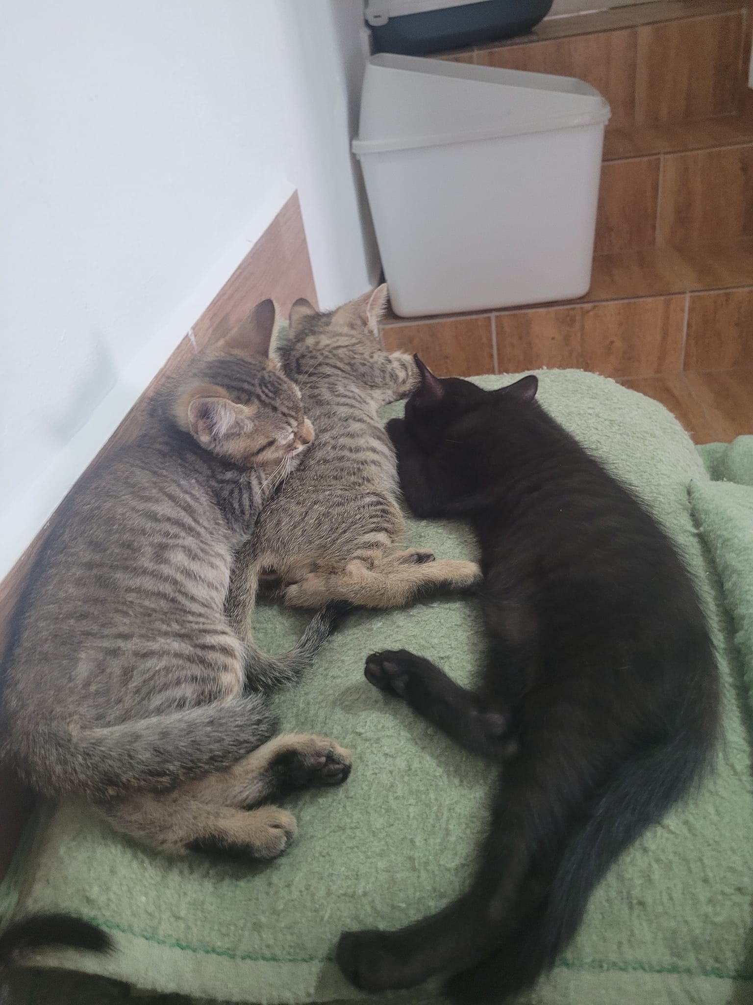 ¡Cuatro hermanos buscan un hogar lleno de amor!