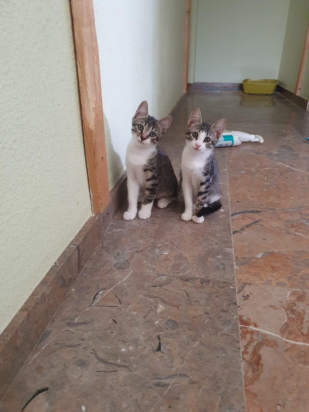 Lila y Lolo
