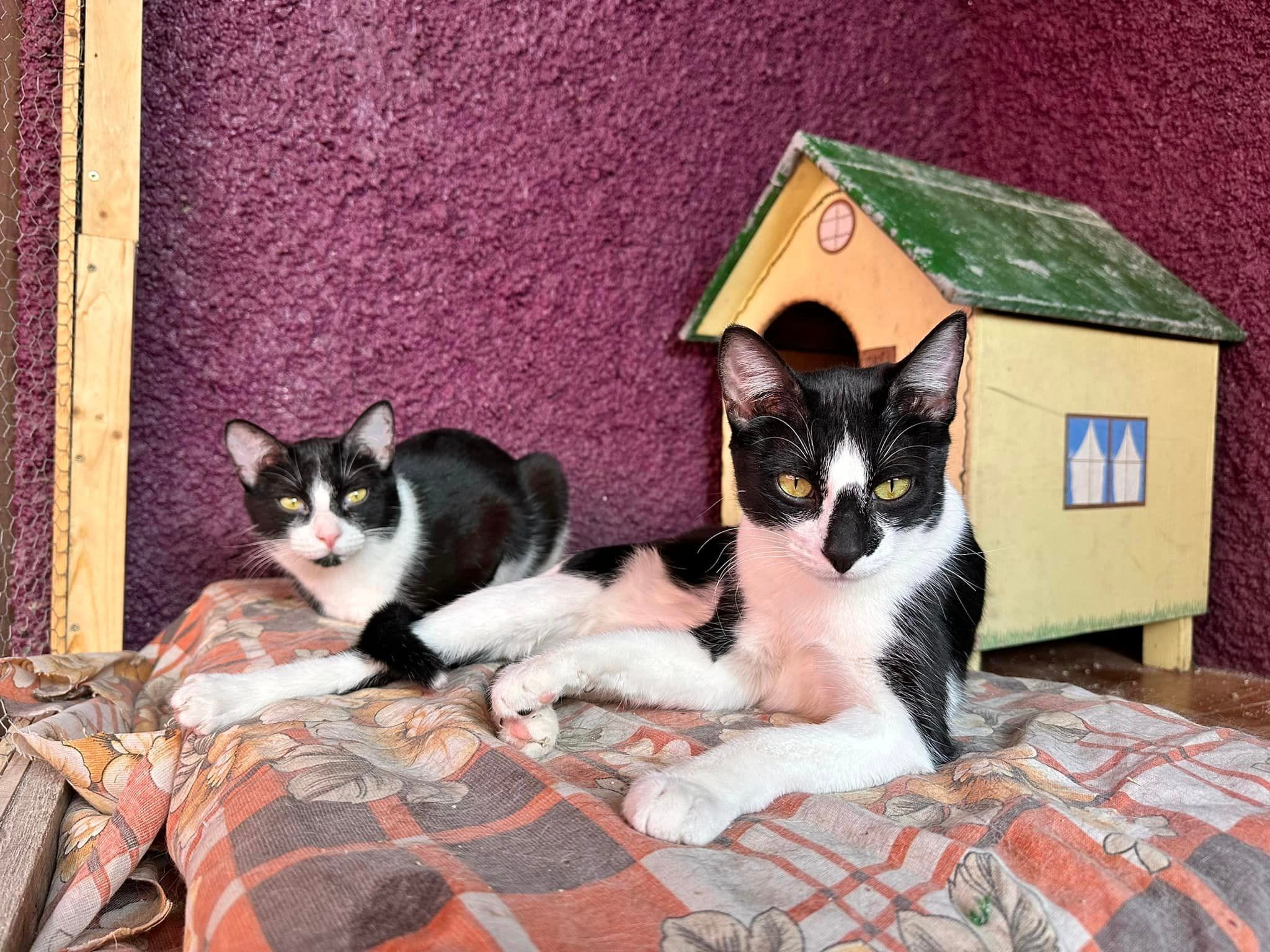 Pili y Mili