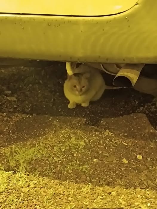 AnimaleTest