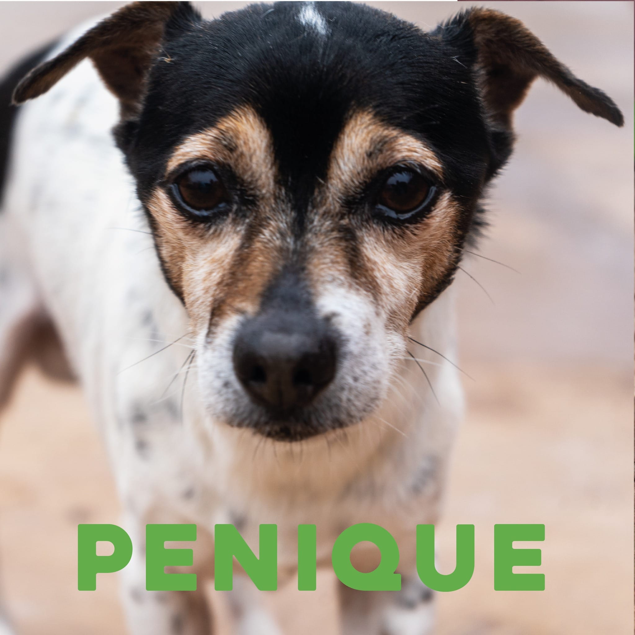 Peludos En Adopción
