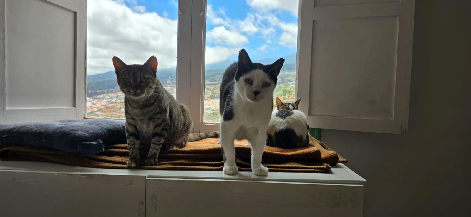 GORDO, CLEO Y NANA