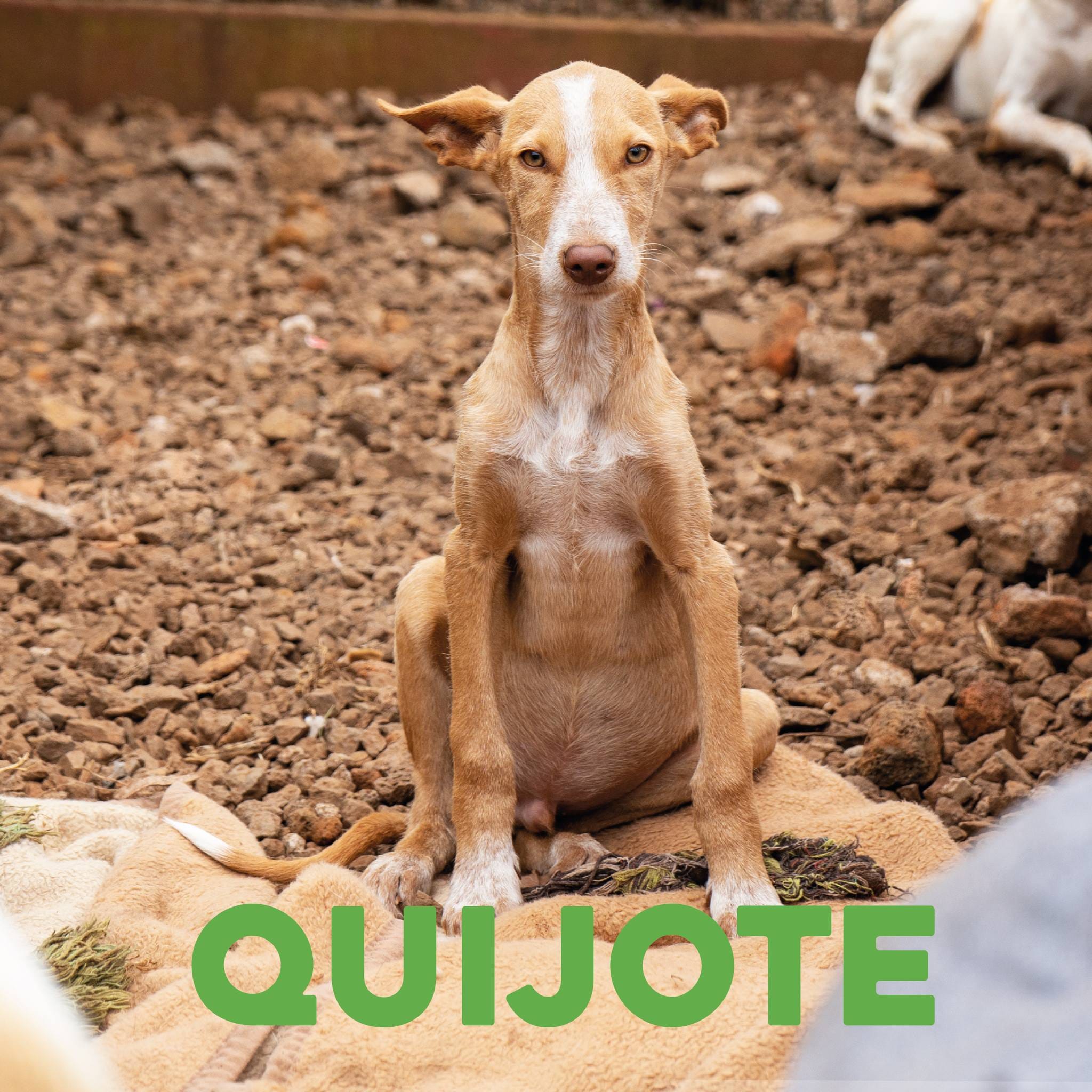 Peludos En Adopción