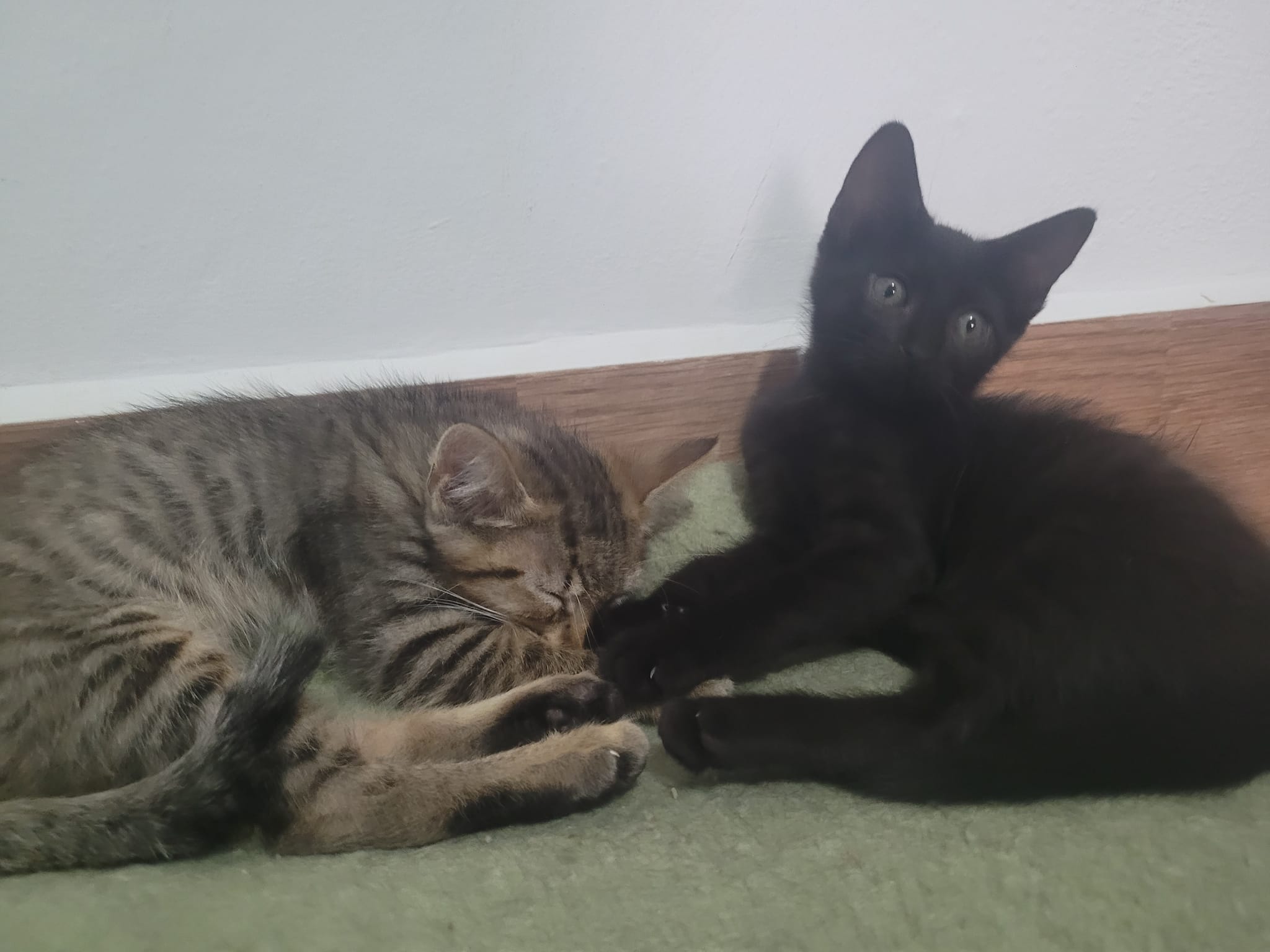 ¡Cuatro hermanos buscan un hogar lleno de amor!