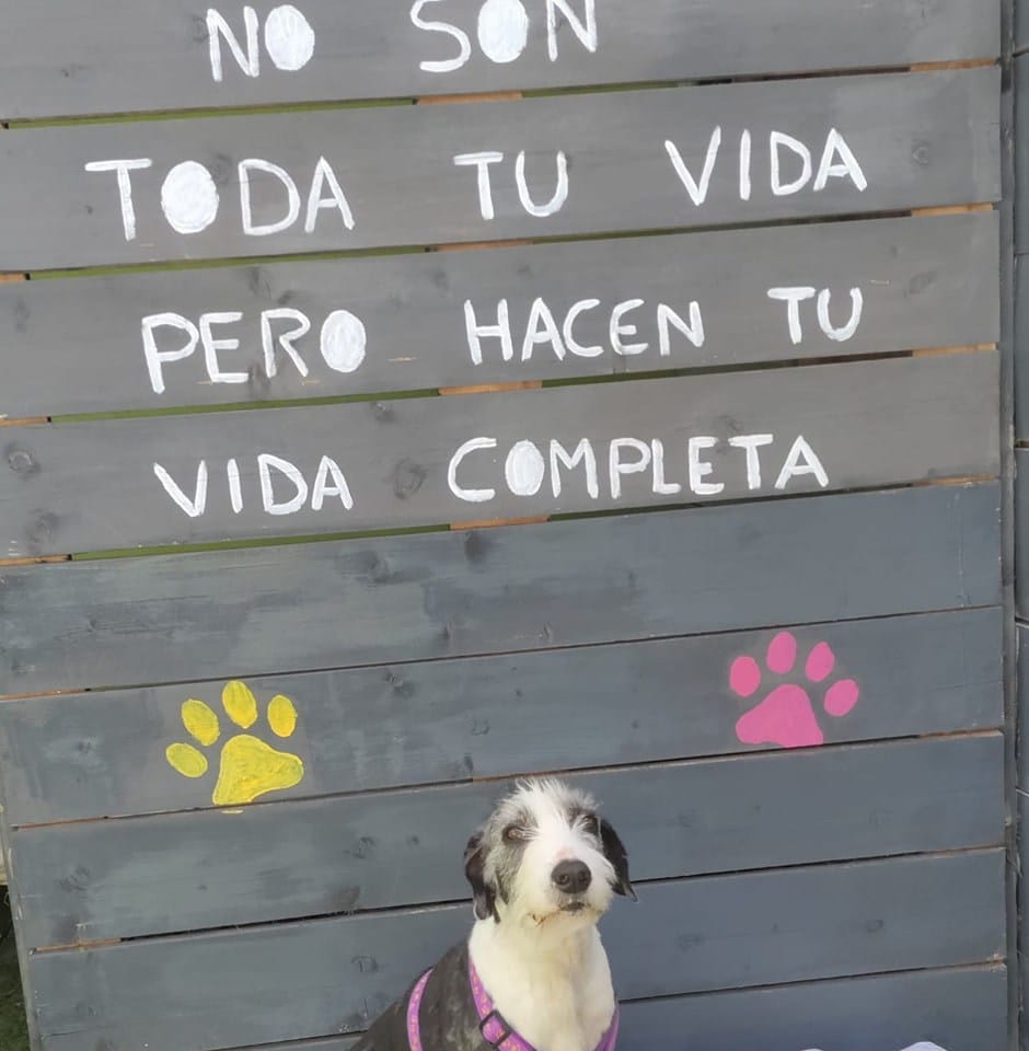 Foto di Difusiones y Rescate 4 PATAS 1