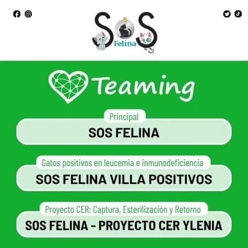 Foto di SOS Felina  1