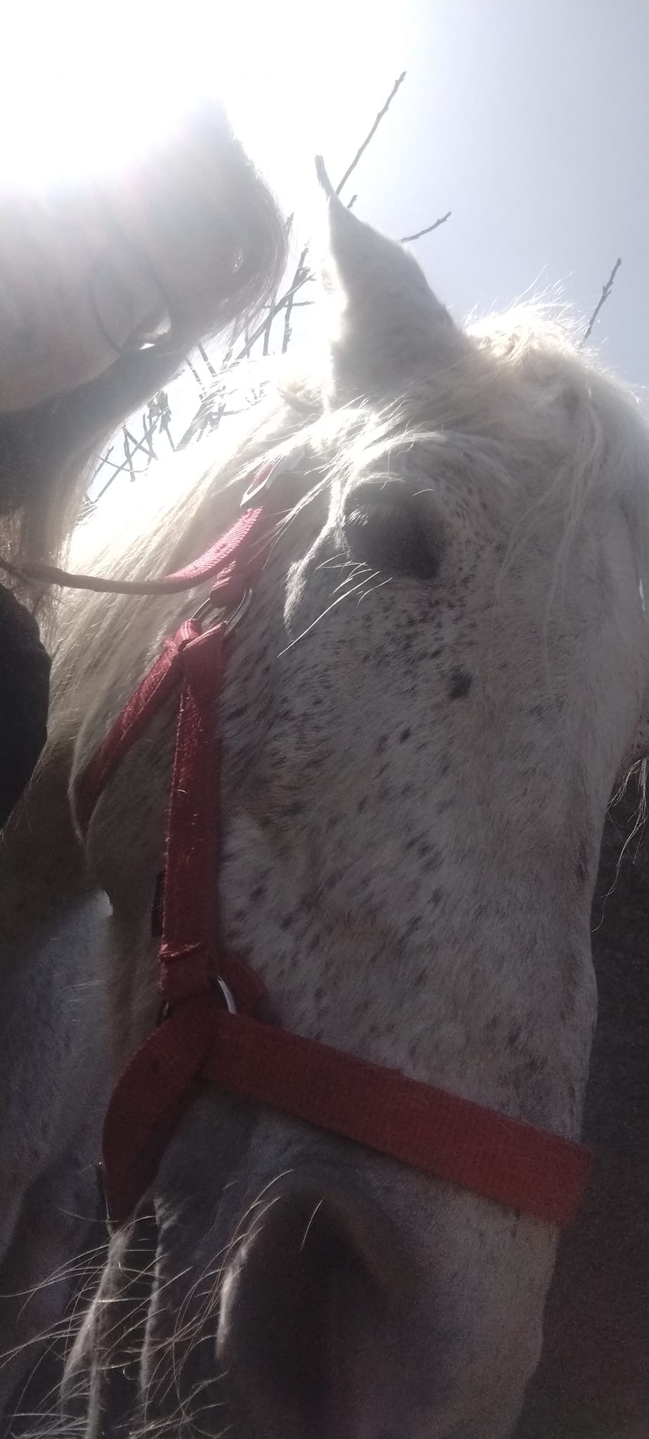 Curro