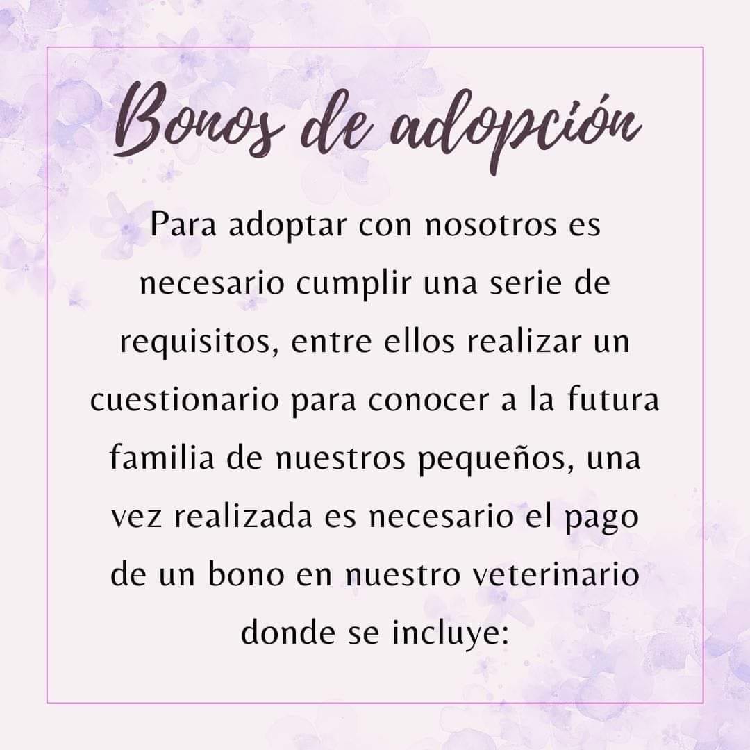 Foto di RescateAnimal Valkiria 1