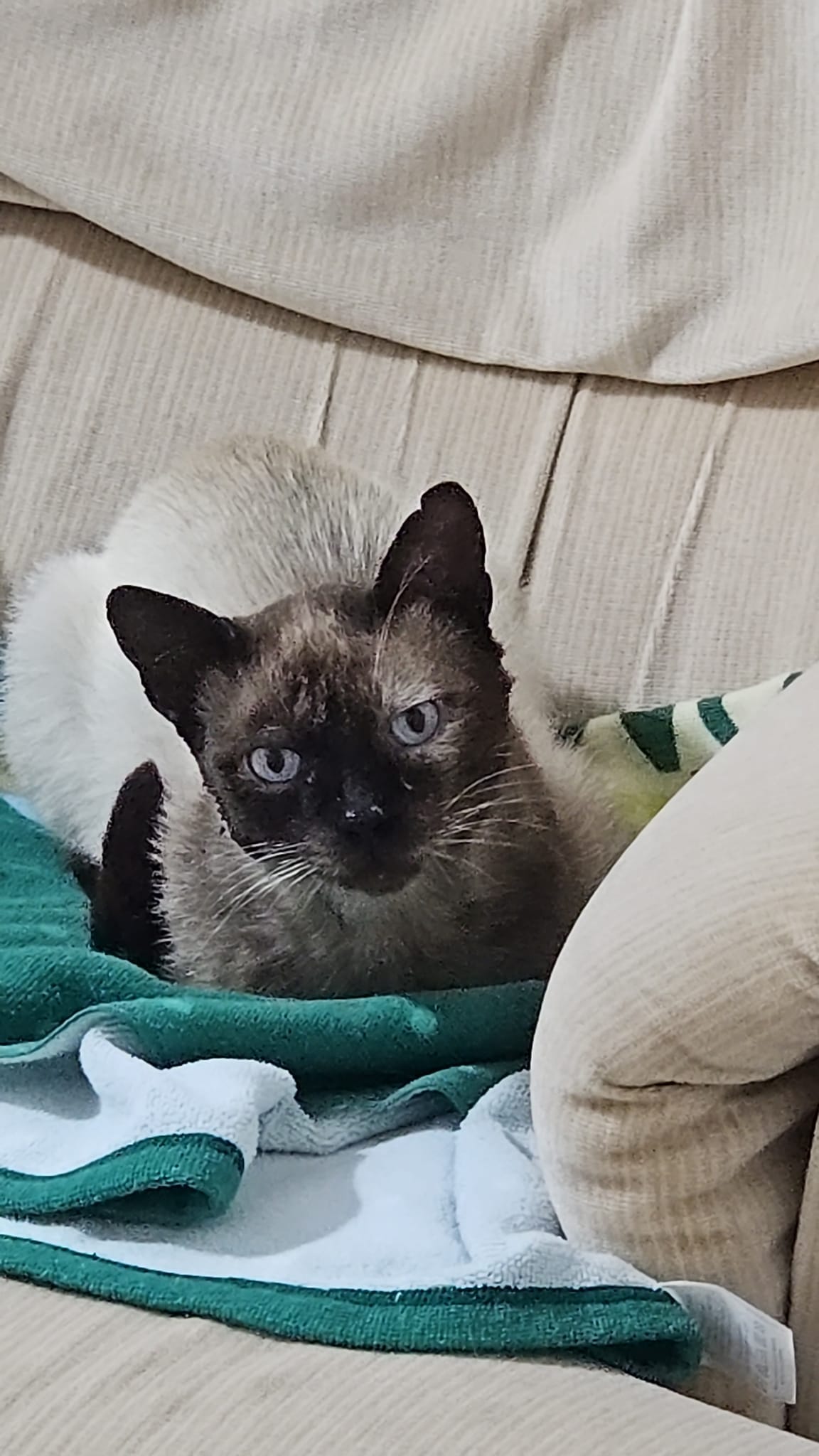 Kiwi