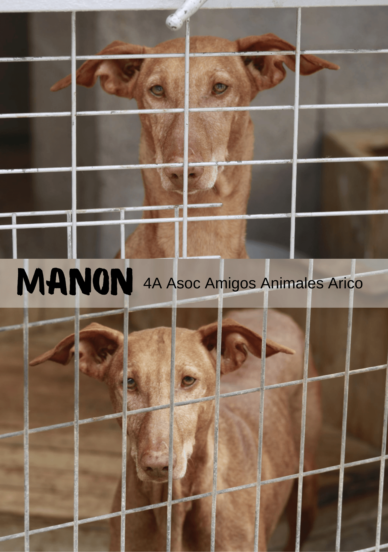 Adopta a tu Compañero Perfecto