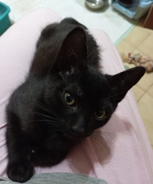 Mowgli