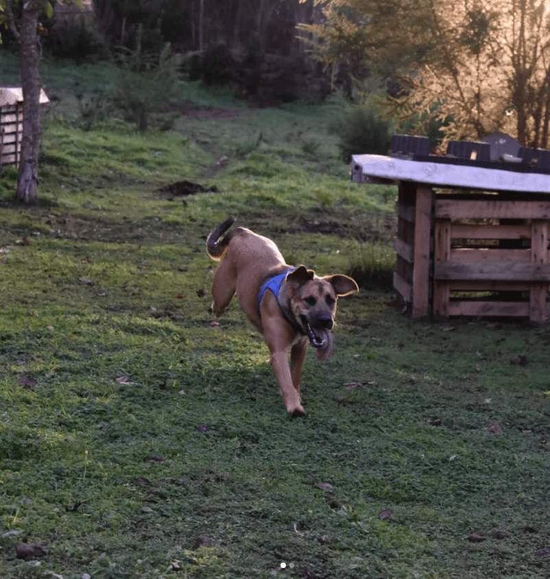 Perros Santuario