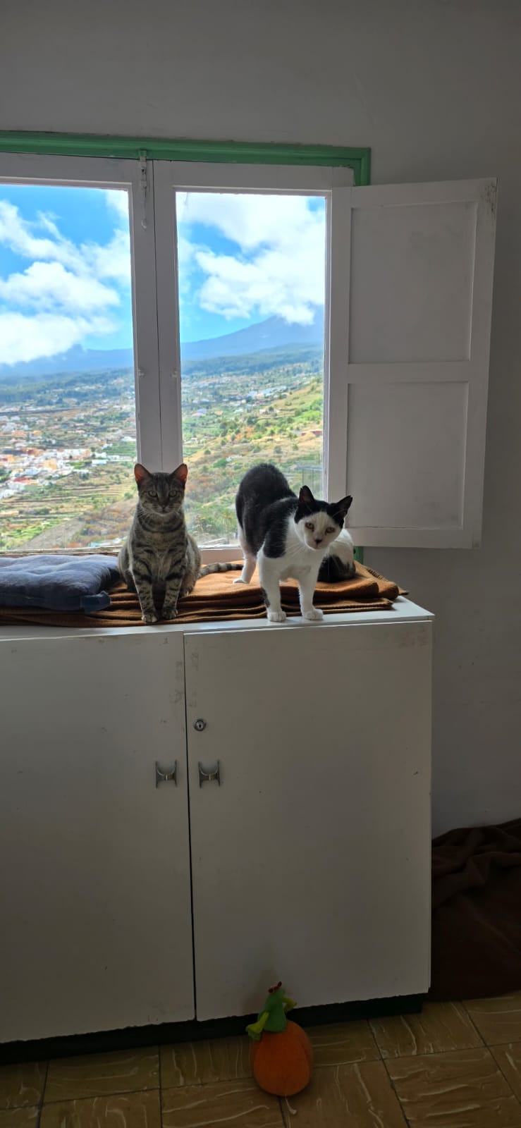 GORDO, CLEO Y NANA