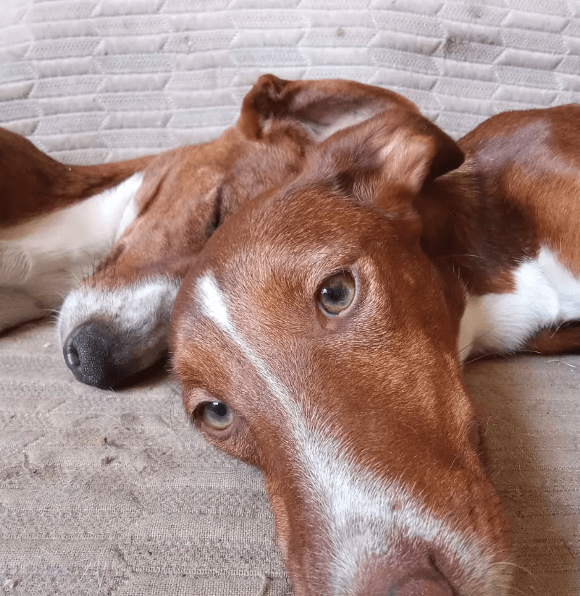 Perros Santuario