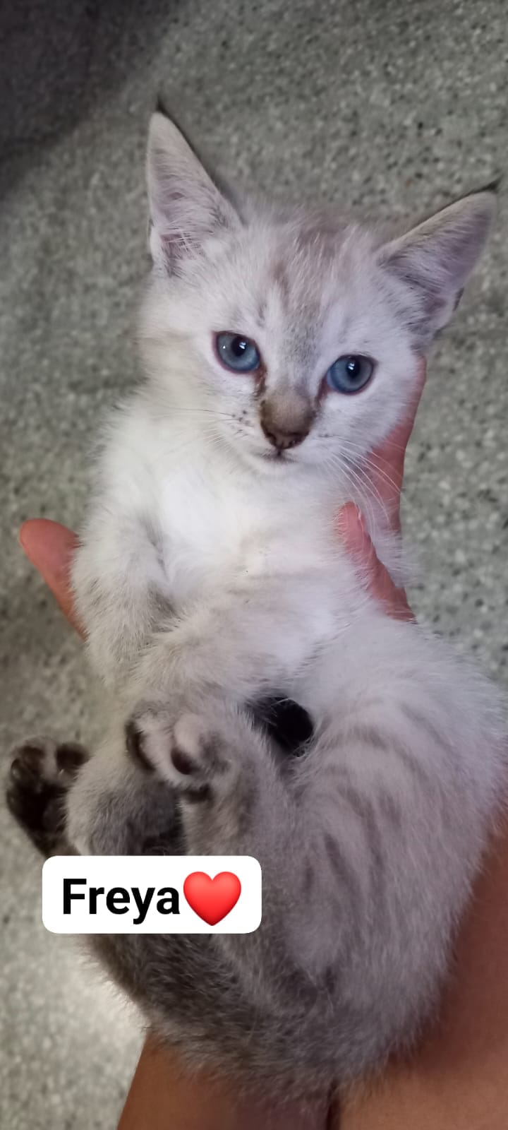 Freya
