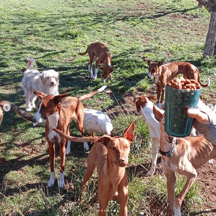 Perros Santuario