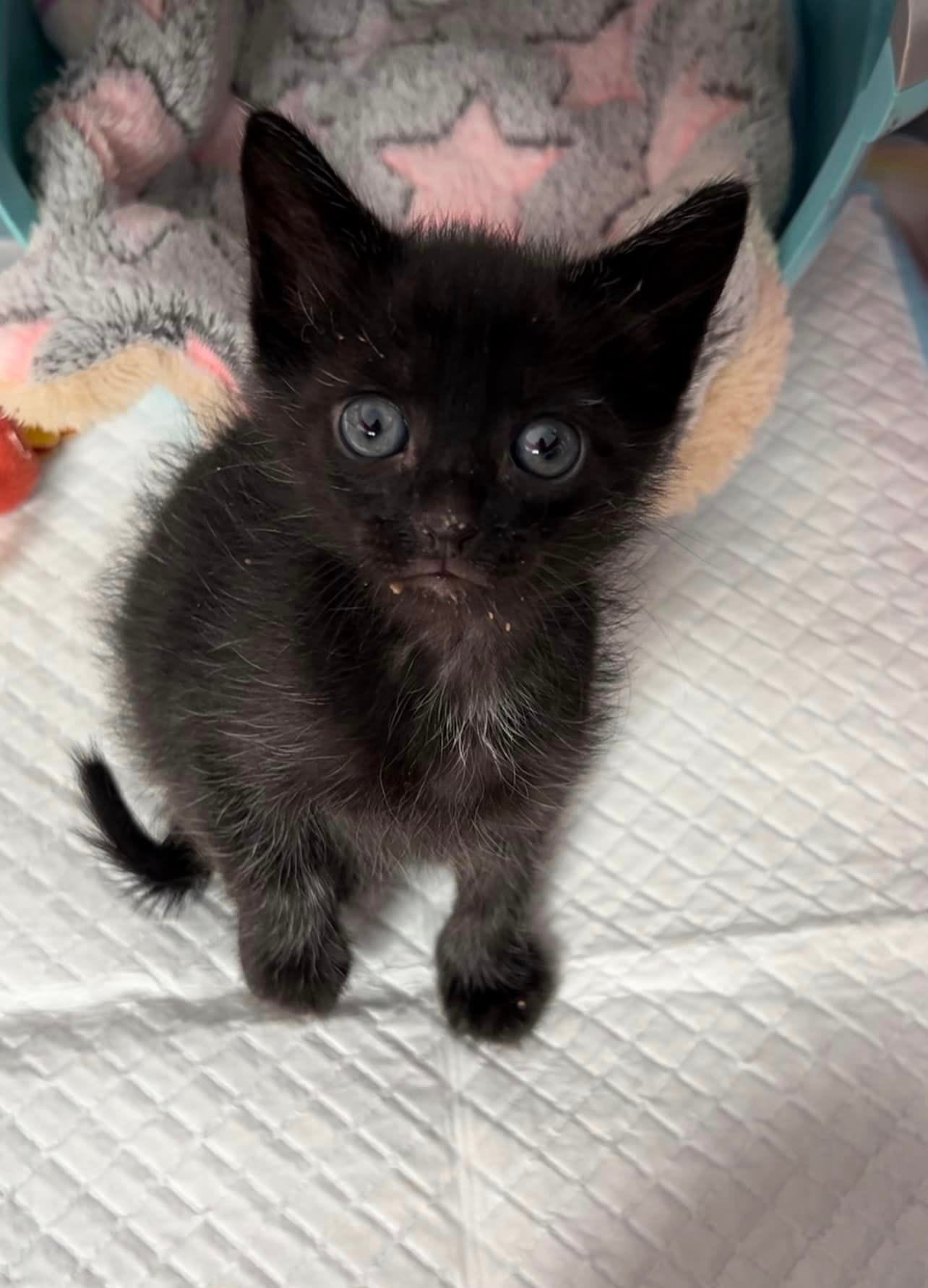 Pantera Negra