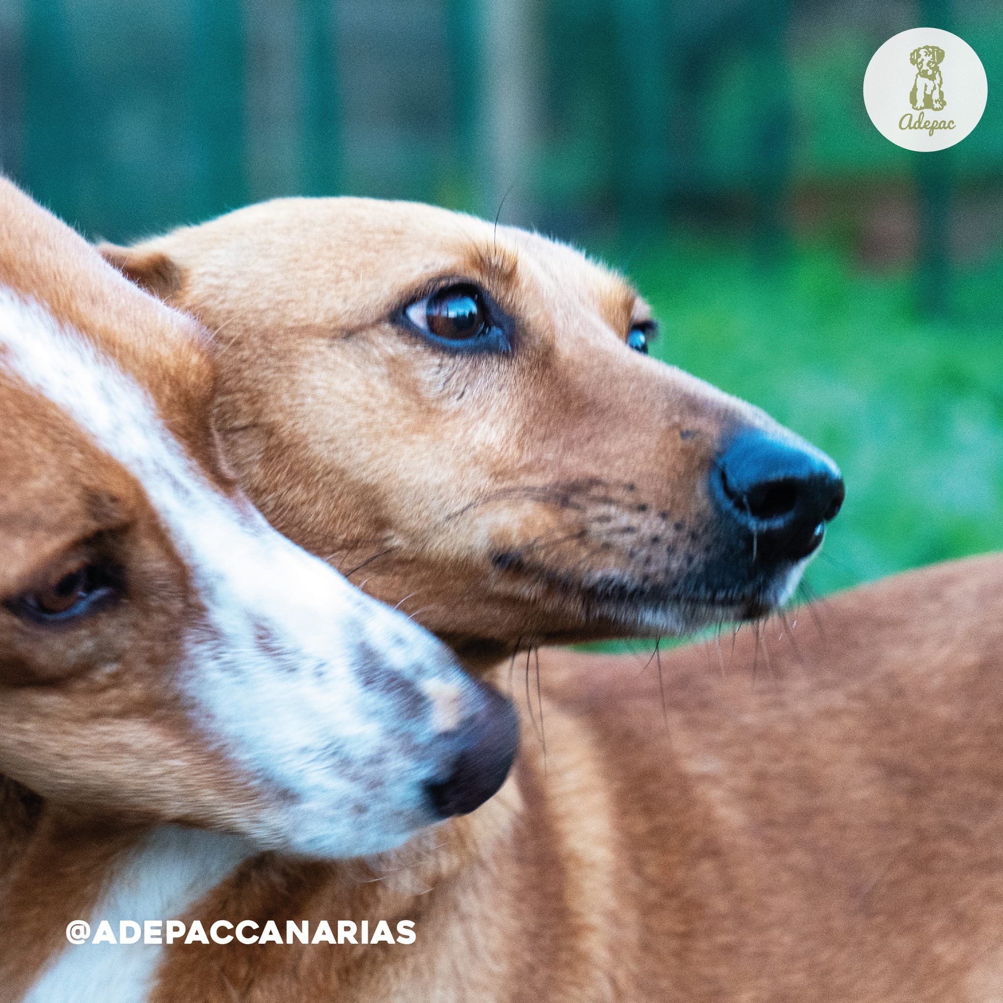 Peludos En Adopción