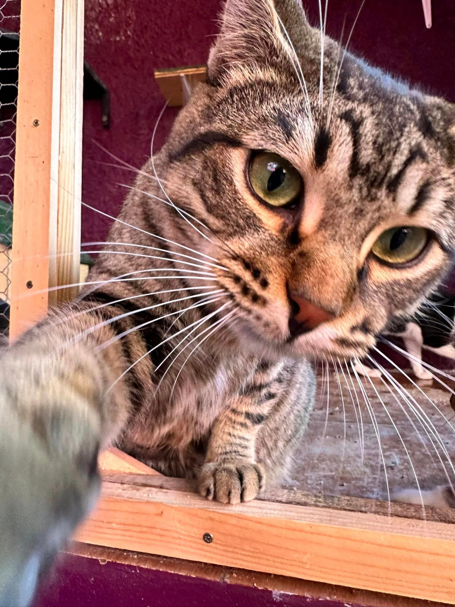 Bruno y Benito, animal vinculado a la organización