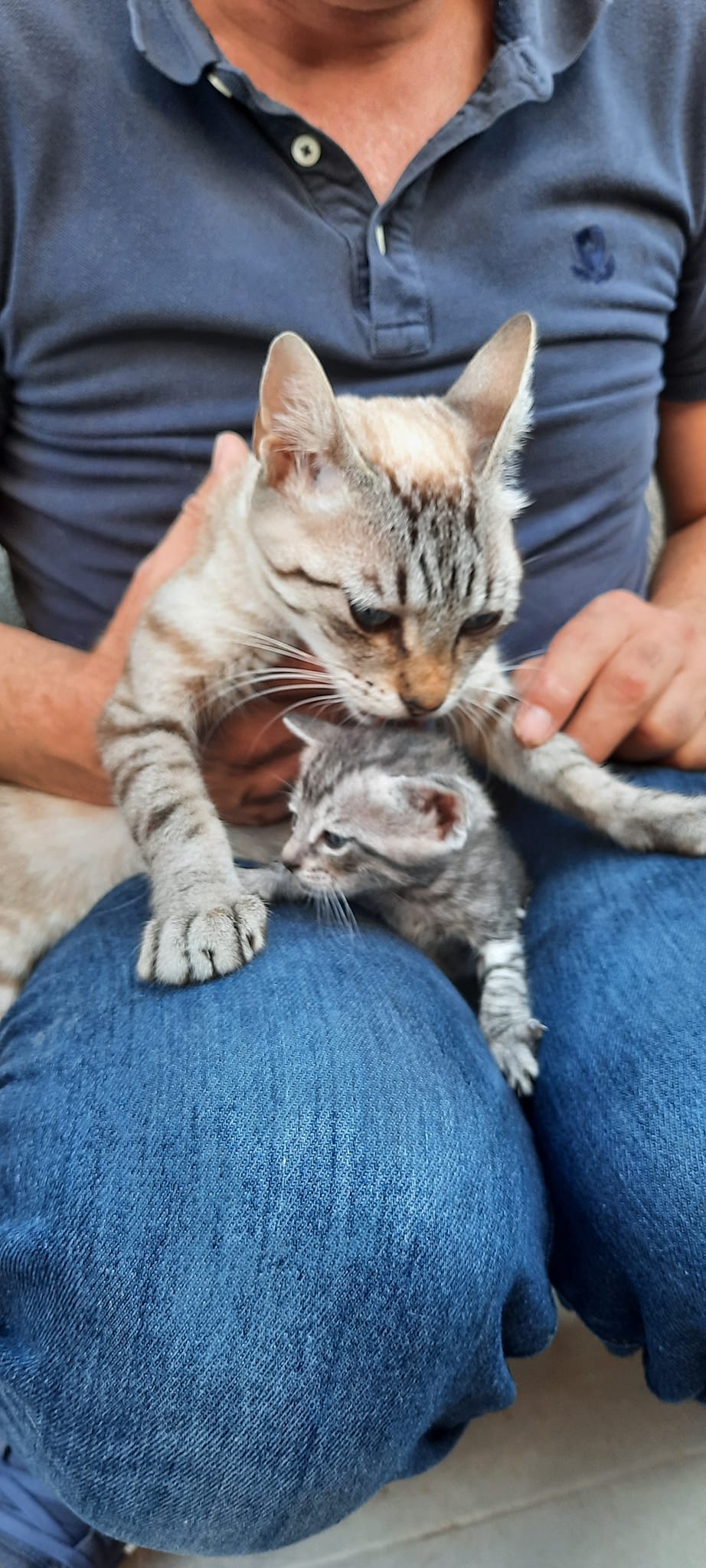 Curra y sus Guerreros, animal vinculado a la organización