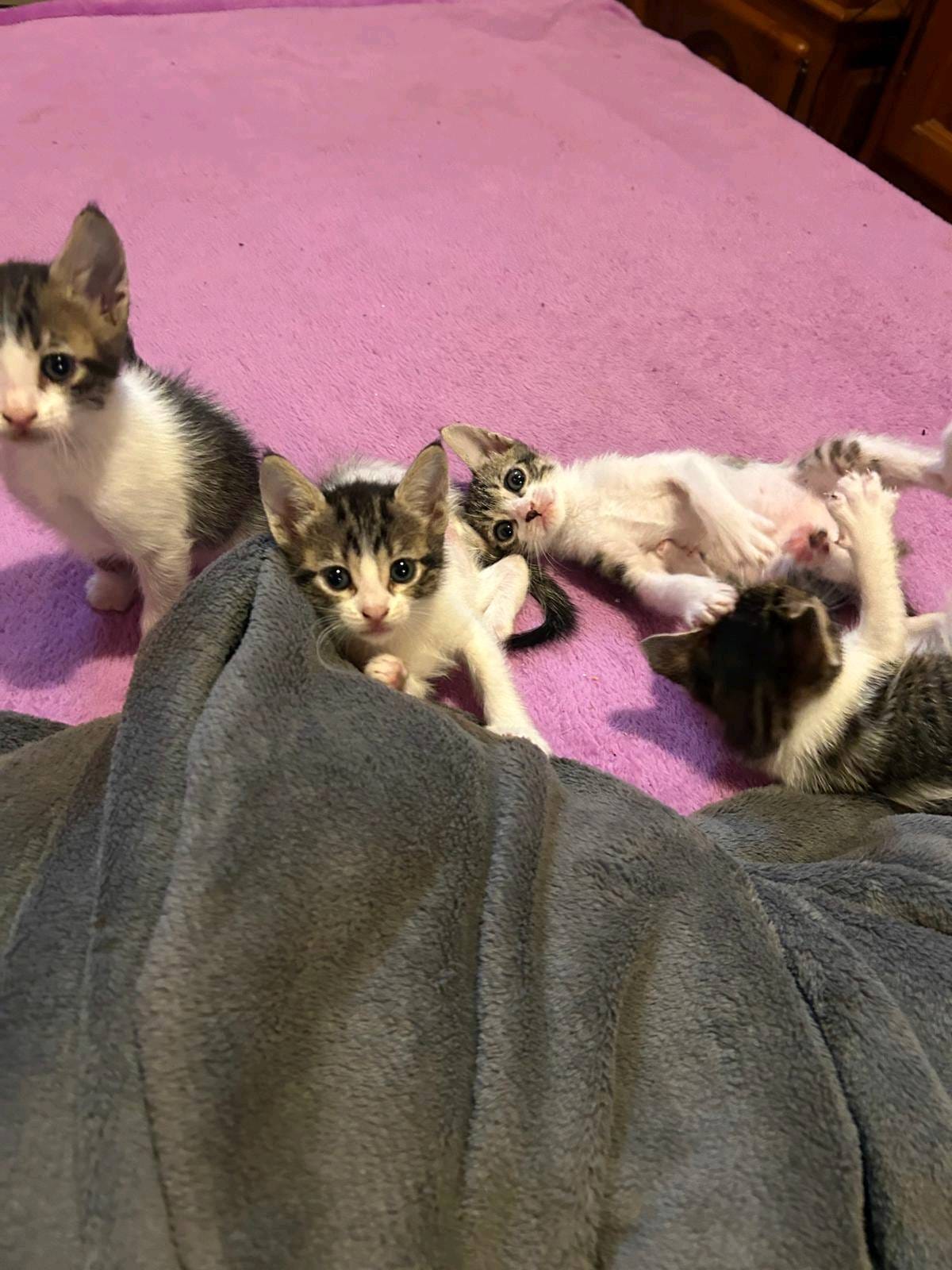 Gatitos Raya, animal vinculado a la organización
