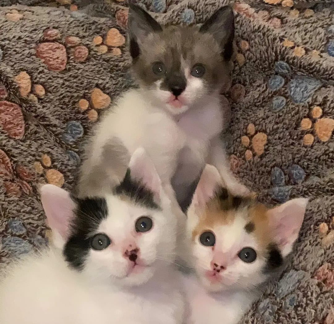 Lily, Harley y Dex, animal vinculado a la organización