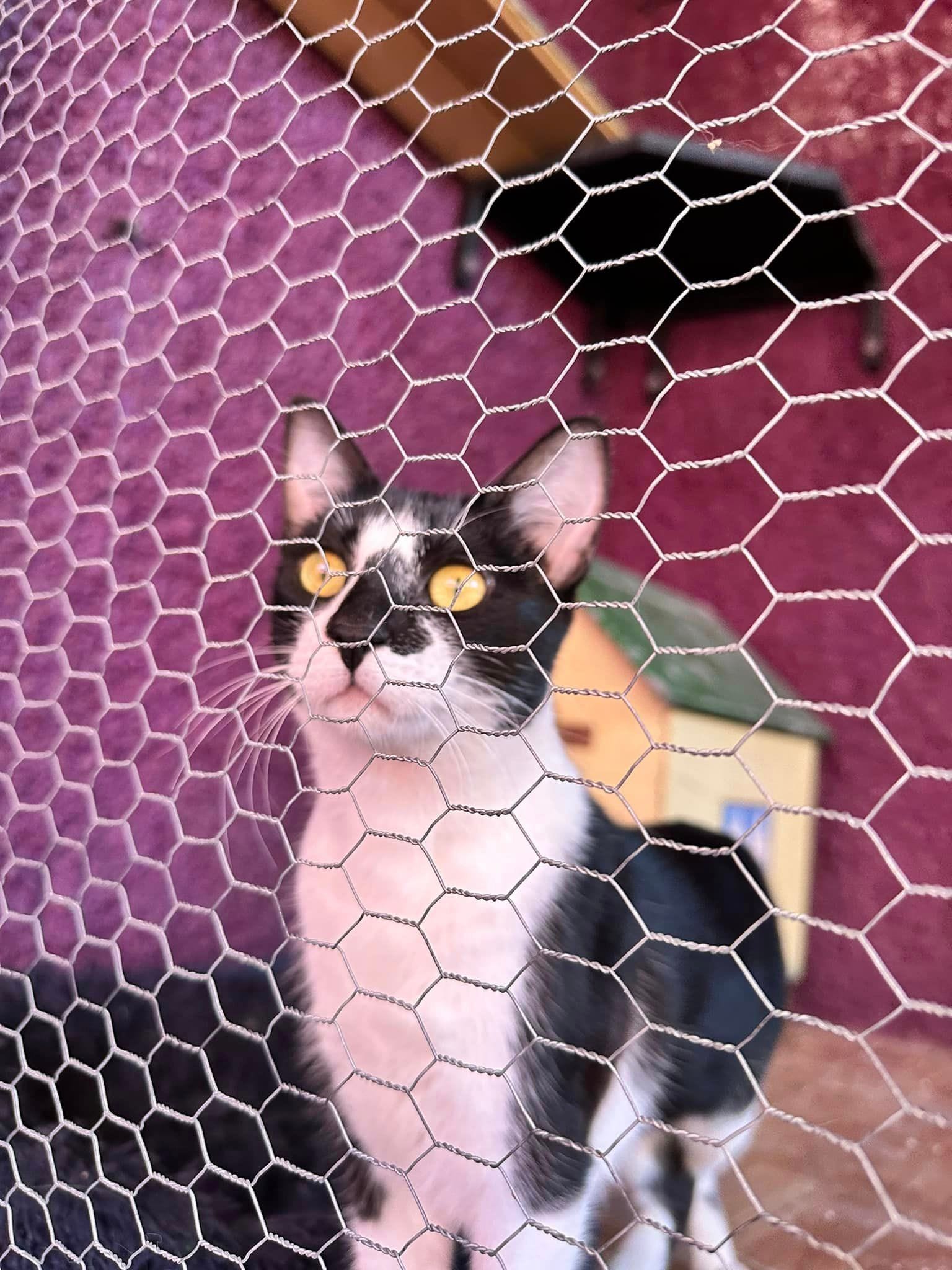 Pili y Mili, animal vinculado a la organización