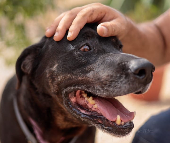 Adopta a tu Compañero Perfecto, animal vinculado a la organización