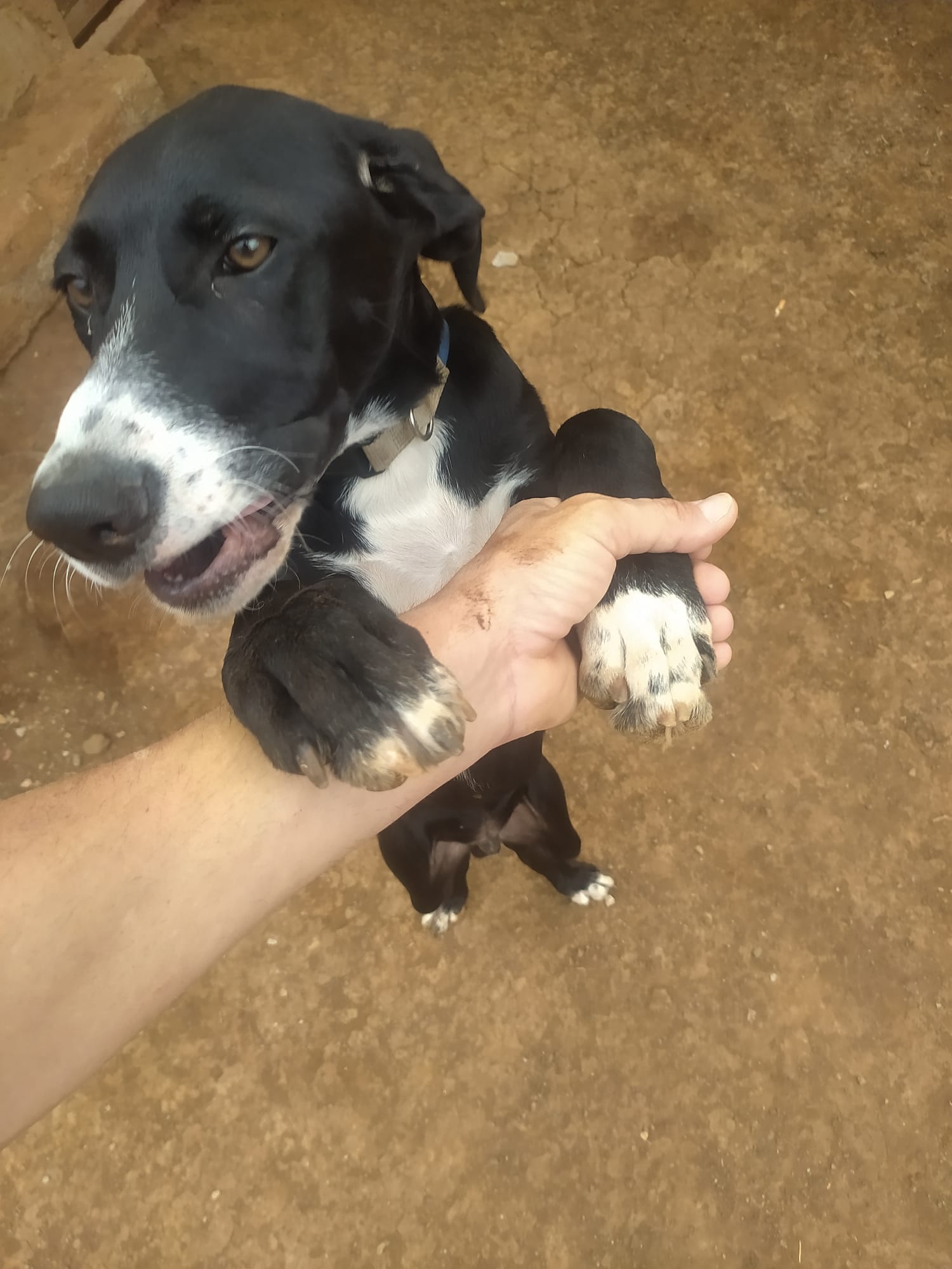 Perro del refugio saluda a una persona voluntaria