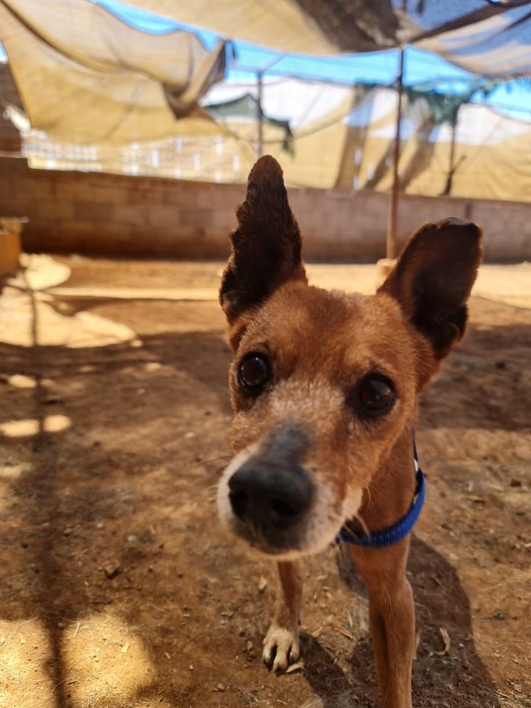 Actividad de Voluntariado en el Refugio Sirius: Una Oportunidad para Hacer la Diferencia