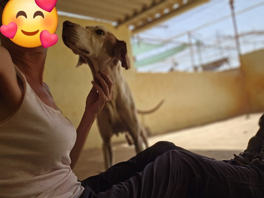 Persona voluntaria acaricia a un perro en el refugio