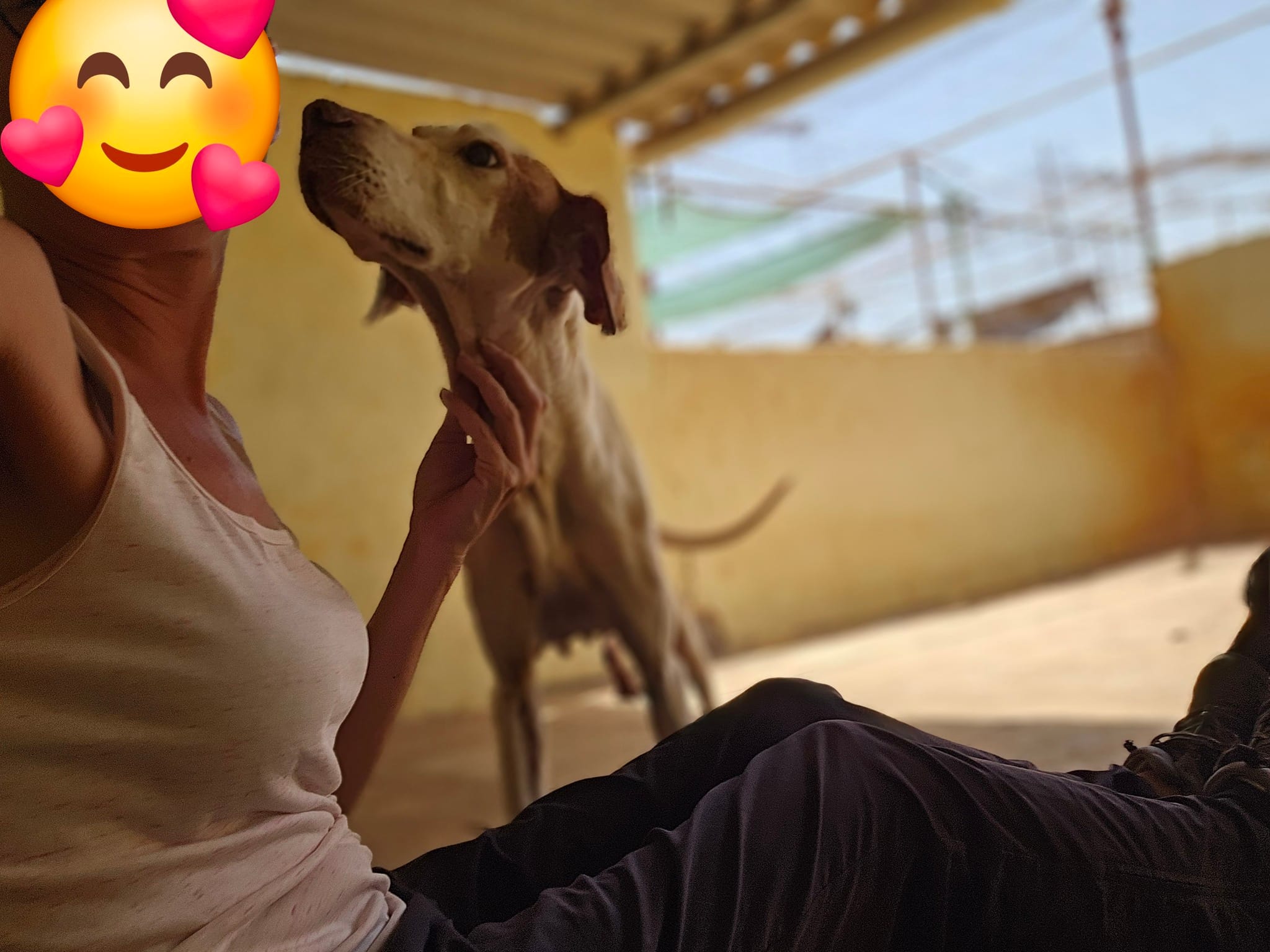 Persona voluntaria acaricia a un perro en el refugio