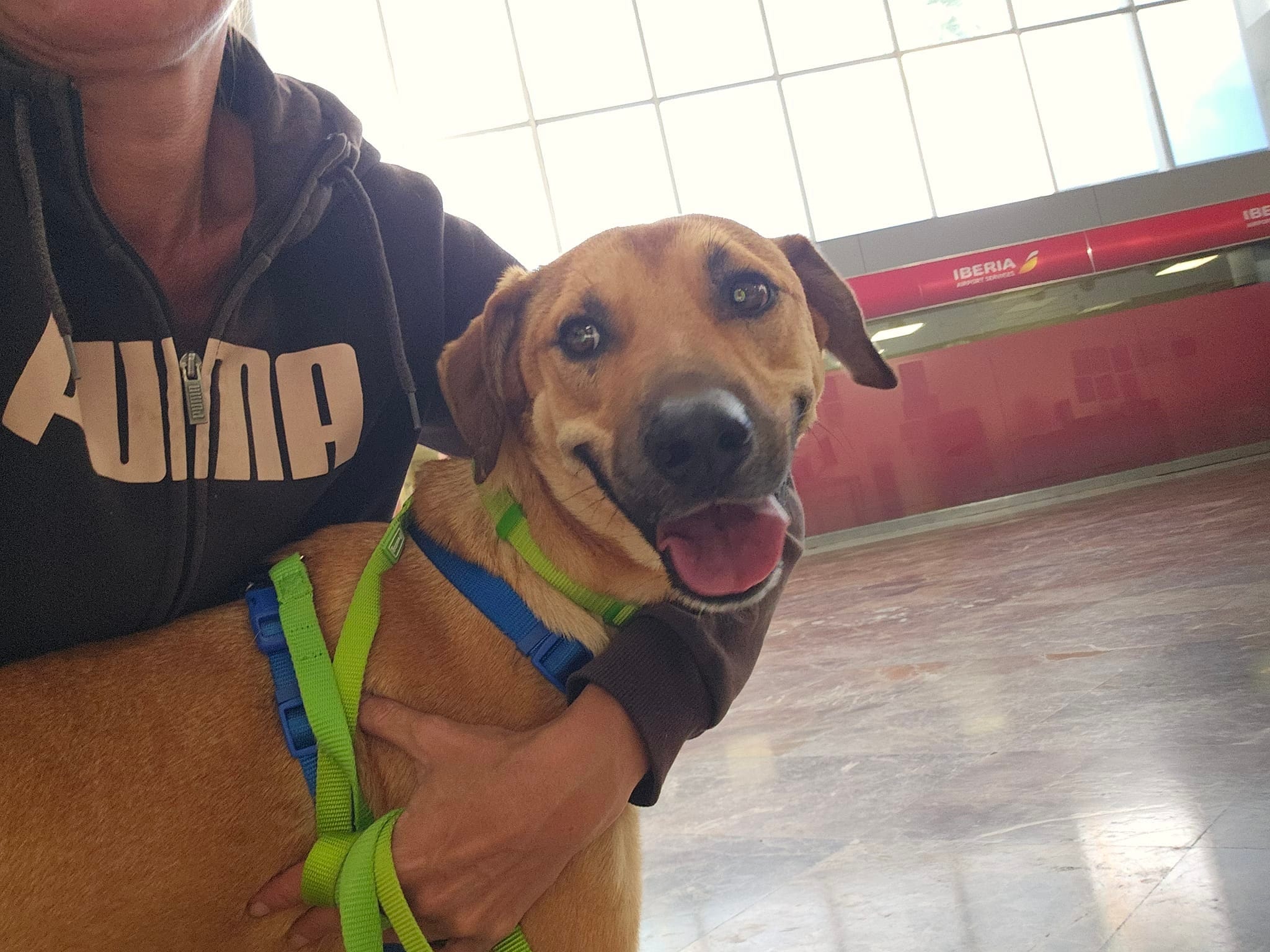 Perro con arnés junto a su acompañante en el aeropuerto