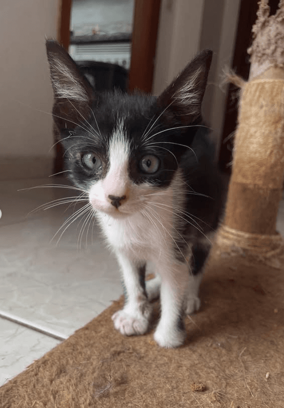 ADOLFILLO, animal vinculado a la organización