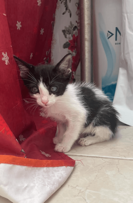 ALE, animal vinculado a la organización