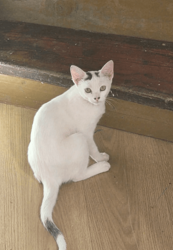 CLEO, animal vinculado a la organización
