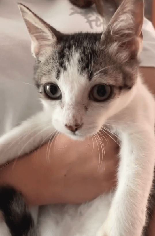 DETECTIVE, animal vinculado a la organización