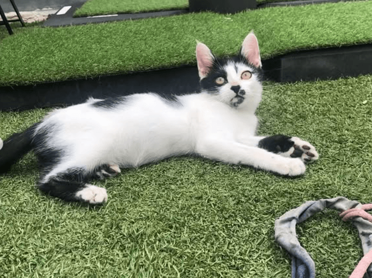 ZEUS, animal vinculado a la organización